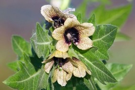OKB 200 Black Henbane Nightshade Seeds - Traditional Homeopathic Hyoscya... - £11.70 GBP