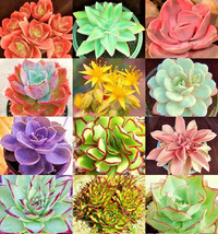 SD Echeveria Variety Mix Exotic Succulent Flower Pot 100 Seeds Fast Grow - $250.31 MXN