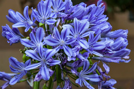 25 Blue Lily Of The Nile Agapanthus Orientalis African Lily Flower Seeds Fresh S - £12.45 GBP