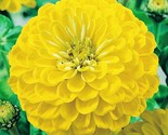 Zinnia Canary Bird Flower Seeds Nongmo Freshharvest Fast Shipping - $8.99