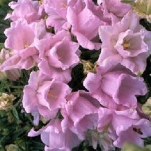 50 Pink Double Campanula Canterbury Bells Perennial Flower Seeds Fresh G... - $13.65