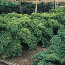  Kale Dwarf Blue Curled Scotch Kale Seeds - Non-GMO Heirloom Free Shipping - $2.05+