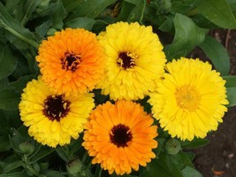 140 Calendula Fiesta Gitana Mix 21C Flower Seeds - £14.09 GBP