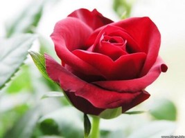 Red Rose Rose Bush 20 Seeds - £6.43 GBP