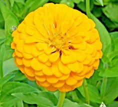 300 Yellow Zinnia Seeds Canary Bird Fall Flower Cut Flowers Gardening Fresh USA  - $10.00