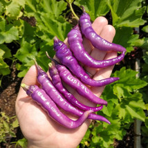 25 Buena Mulata Purple Peppers Hot Planting Garden Seeds Vegetables - £11.00 GBP