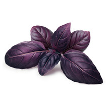 200 Red Rubin Basil Seeds Gardening Beautiful USA SHIPPING - $5.38