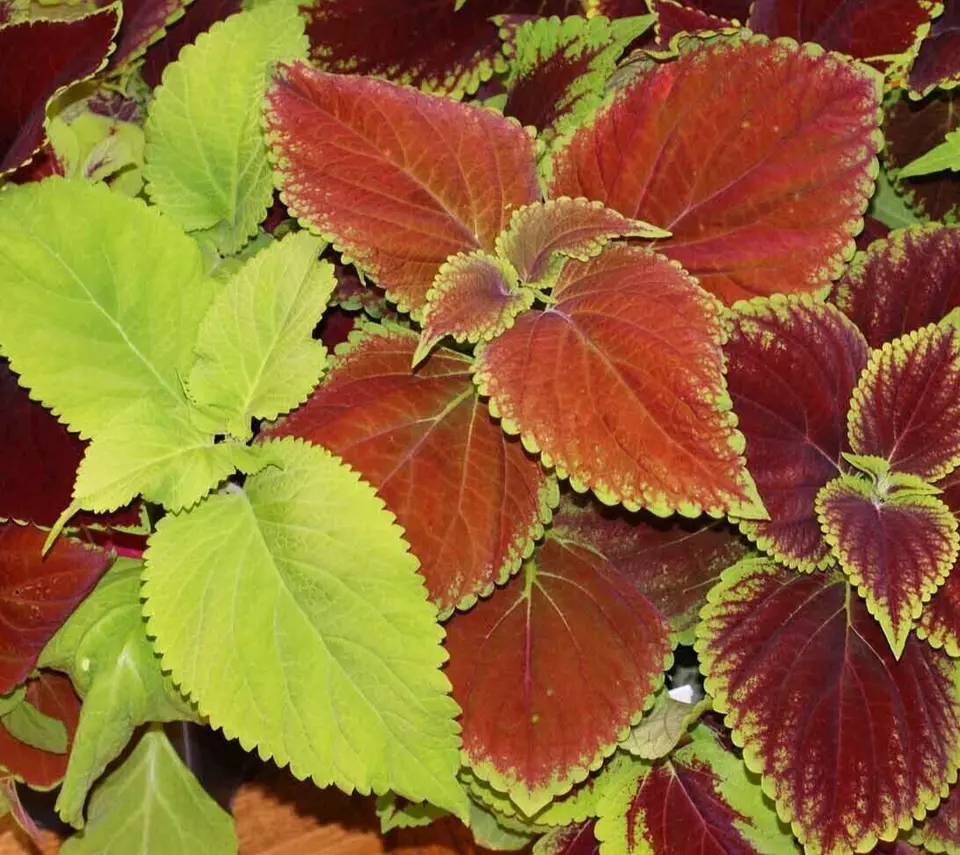 100 &quot;PAINTED LEAVES&quot; MIX COLEUS SEEDS RAINBOW ANNUAL - $139.49 MXN