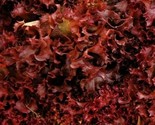 Ruby Red Lettuce Seeds 500 Healthy Garden Leafy Greens Salad Fast Shipping - $8.99