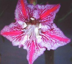 Adenium obesum Dance of the Butterfly - £3.11 GBP