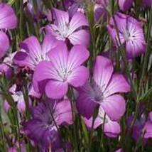  agrostemma githago Flower Home Garden Seeds - (Color: 2)Item NO.: SH112... - £11.07 GBP