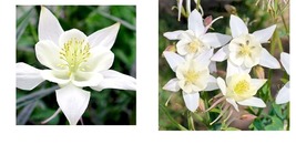 200 Seeds! Columbine CRYSTAL STAR White Perennial Pollinators Part-Sun Seeds  - £17.57 GBP