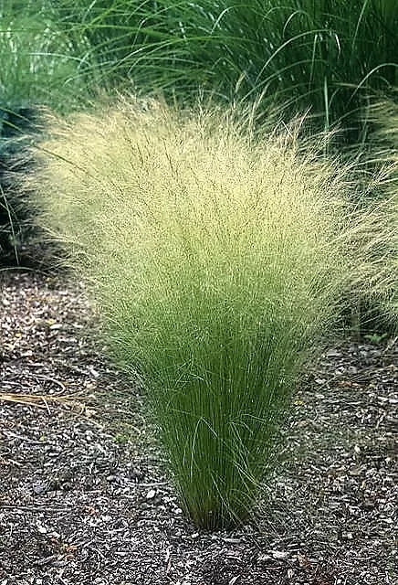 25 Mexican Feather Grass Pony Tails Ornamental Stipa Tenuissima Seeds - $19.45