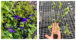 Salvia guaranitica 'Black and Blue' | Starter Plant Plug | Anise-scented sage - $31.99