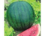 25 Sugar Baby Watermelon Icebox Doll Babies Melons Seeds Fast Shipping - $8.99