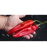 LKS Chili Puya Pepper Seeds 15 Organic Mexican Cuisine Home Garden - $228.86 MXN