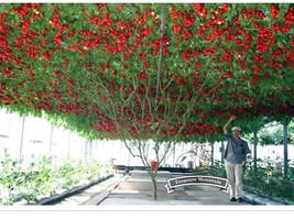 Worldwide Shipping 1 Pack 5 Seeds / Pack Perennial Tomato Giant Trees Outdoor Gr - £17.89 GBP