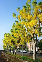 Indian Larbunum, Cassia fistula GOLDEN SHOWER TREE yellow flower seed 10 seeds - £6.95 GBP