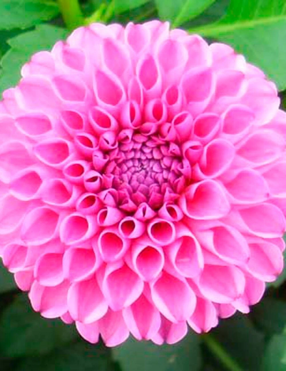 Dahlia LUCKY NUMBER 1 Live Flower Plant Bulb Tuber 8-10&quot; Double Rose Pin... - $669.34 MXN