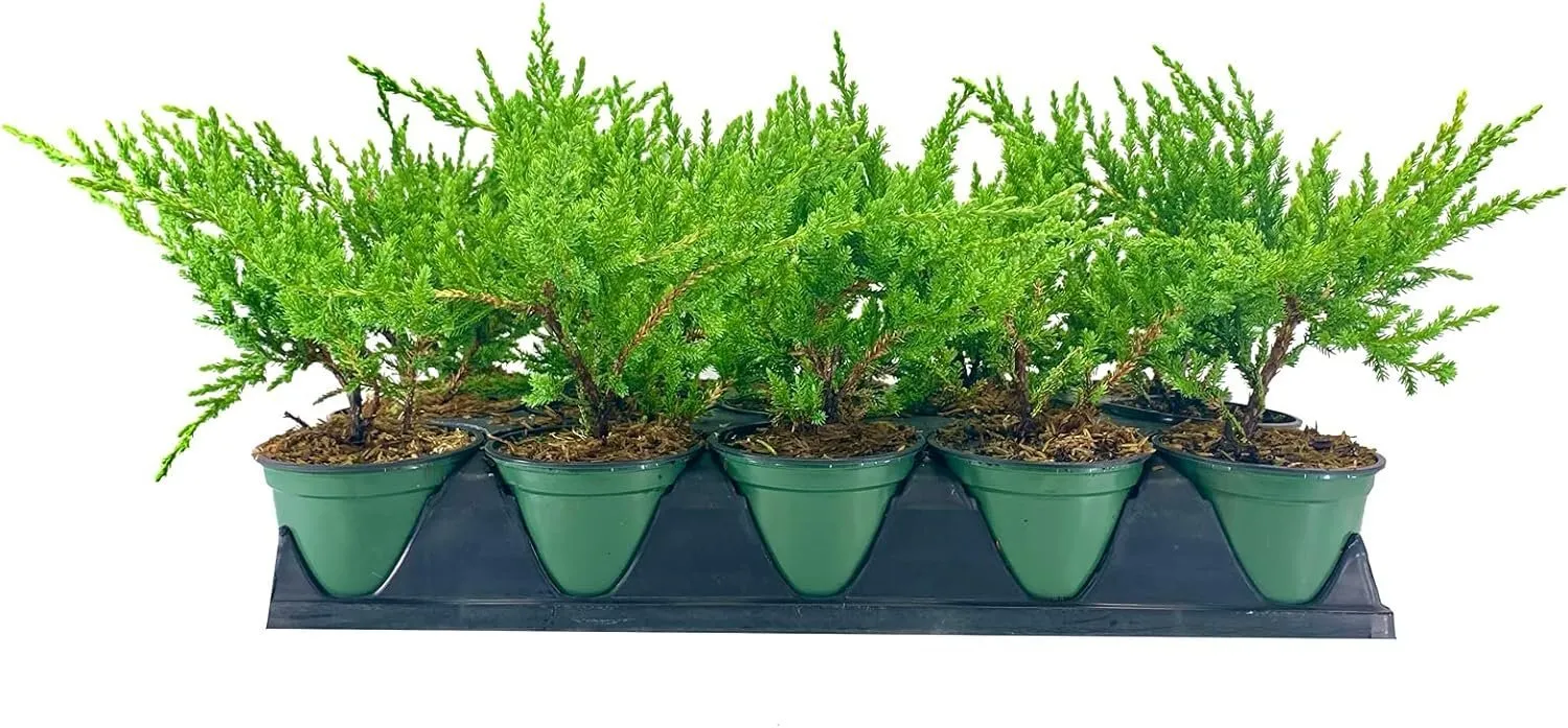 Green Sargent Juniper Live 4nch Pots Juniperus Chinensis Drought - £32.06 GBP