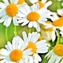 2000+ Seeds Roman Chamomile Spring Groundcover Perennial Heirloom Edible Herb - £10.70 GBP