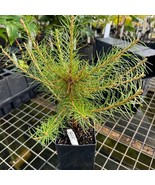 SEPTH Larix X Marschlinsii Umhausen Larch 8 Inch Tall 1 Year Graft - $59.24