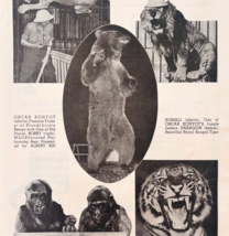 1953 Famous Circus Animal Attractions Gargantua Paragon Somali Toto F15S - $42.08 CAD