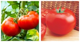 300+ Delicious Tomato Seeds Vegetable Garden Plants Culinary Sauce Free Shipping - £14.19 GBP