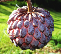 From Us Live Fruit Tree 10”-24” Red Sugar Apple TP15 - £67.42 GBP