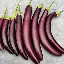 Long Purple Eggplant Vegetable Seeds Fresh Seeds USA - $14.76