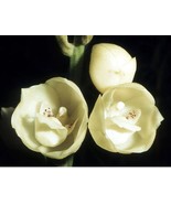 Dove Orchid Or Holy Ghost Orchid (Peristeria Elata) Flower Seed AF - 20 Pcs  - $6.59