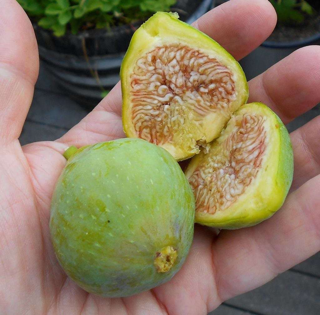Lattarula Fig-Ficus carica - Live Well Rooted STARTER Plant - $19.49