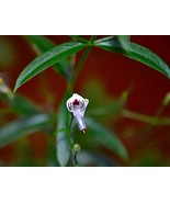 50 Seeds Andrographis Paniculata Green Chiretta Seeds NonHybrid OpenPoll... - €4,00 EUR