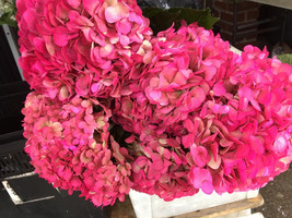 6 pink hydrangeas, pink Preserved Dyed Hydrangea floral arrangements,dri... - £66.44 GBP