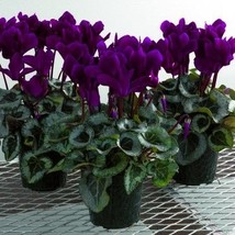 Multiple Color Cyclamen, Cyclamen Flower, 120 PCS SEEDS D - $16.35