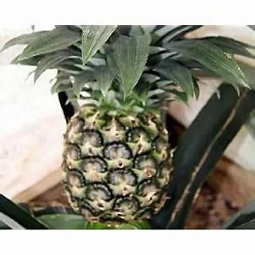 Live Pineapple Plant Kona Sugarloaf Ananas Comosus Edible Fruit Fresh Garden - £28.75 GBP