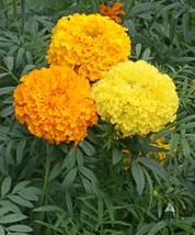 Marigold African Crackerjack Mix Yellow Gold Orange 250 Seeds Fresh USA Fast Shi - $9.98