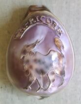 Capricorn Astrology Sea Shell Collectible Souvenir Horoscope - $5.93