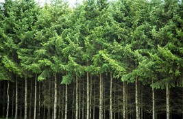 20 Douglas Fir Tree Abies Pseudotsuga Menziesii Christmas Tree Blue Pine Seeds F - $14.60