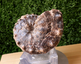 4 inch   Mammites Nodosoides Ammonite Moroccan Fossils AMMONITES N32 - $938.09 MXN