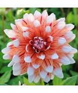 PSA Dahlia Striped Duet 3 Plant Divisions Summer Flower Fast Growing - $964.70 MXN