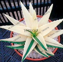 100pcs Succulents Seed PlantAloe Vera SeedsBeauty Edible Cosmetic Bonsai... - £5.52 GBP