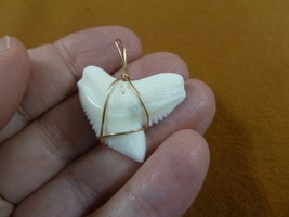 (S5-64) 1-1/4&quot; White TIGER SHARK Tooth gold wired pendant sharks necklace - $50.48