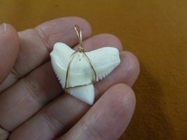 (S5-64) 1-1/4&quot; White TIGER SHARK Tooth gold wired pendant sharks necklace - £39.48 GBP