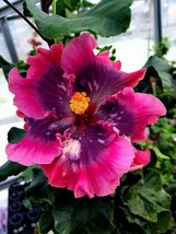 20 pcs Double Bright Pink Purple Hibiscus Seed Flower Seed Perennial Bloom - £9.93 GBP