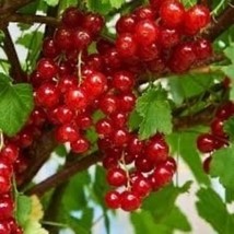 Tartran Red Currant Rooted plant, 12-18&quot; tall, 1 year old - £29.88 GBP