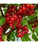 Tartran Red Currant Rooted plant, 12-18&quot; tall, 1 year old - £29.88 GBP