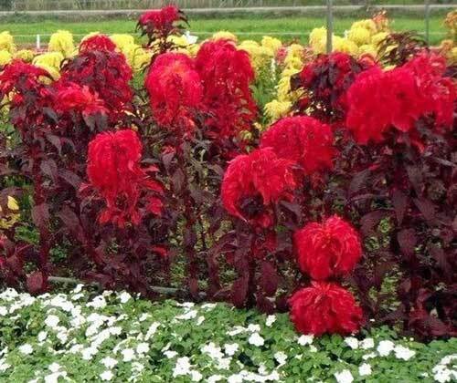 SMX Amaranthus Tricolor Early Splendor 100 Seeds Indoor Gardening ...