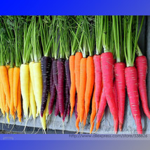 Rainbow Yellow White Purple Orange Red Carrot Vegetable Mixed Seeds Pack 1 Packs - £9.26 GBP