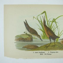Bird Litho Print Least Sandpiper Virginia Rail John James Audubon Antique 1890 - £15.97 GBP